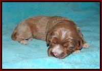 Delta Roka pups 2 wks old 1120