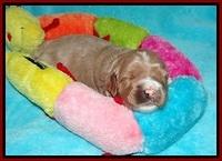 Delta Roka pups 2 wks old 1220