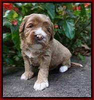 Delta Roka pups 3 wks old 51