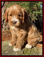 Delta Roka pups 6 wks old 61