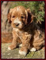 Delta Roka pups 6 wks old 81