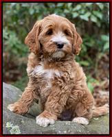 Delta Roka pups 8 wks old 11100