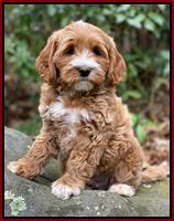 Delta Roka pups 8 wks old 12100