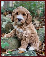 Delta Roka pups 8 wks old 9100