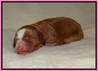 Delta Roka newborn pups 415