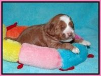 Delta Roka pups 2 wks old 420