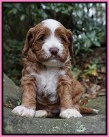Delta Roka pups 4 wks old 141