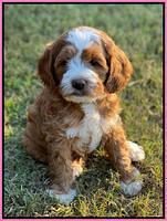 Delta Roka pups 7 wks old 121