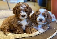 Delta Roka pups 7 wks old 151
