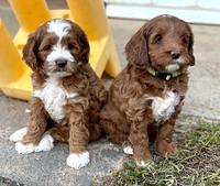 Delta Roka pups 7 wks old 161