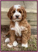 Delta Roka pups 8 wks old 191