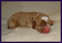 Delta Roka newborn pups 815