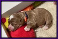 Delta Roka pups 1 wk old 1025