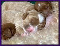 Delta Roka pups 2 wks old 1020