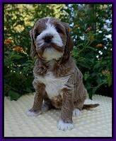 Delta Roka pups 5 wks old 111