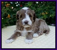 Delta Roka pups 5 wks old 121