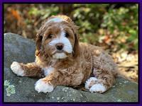 Delta Roka pups 8 wks old 251