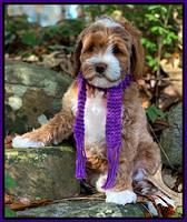 Delta Roka pups 8 wks old 261