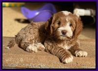 Delta Roka pups 8 wks old 321