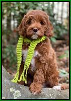 Turnage family "Penny": 8 week weight: 7 lb 9 oz