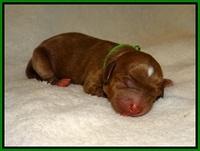 Delta Roka newborn pups 1015