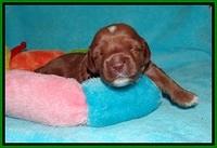 Delta Roka pups 2 wks old 720