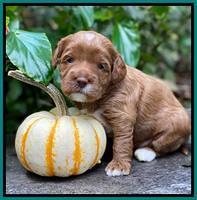 Delta Roka pups 3 wks old 261