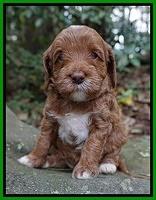 Delta Roka pups 4 wks old 221