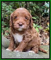 Delta Roka pups 4 wks old 241