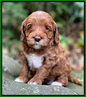 Delta Roka pups 4 wks old 251