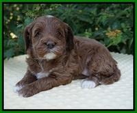 Delta Roka pups 5 wks old 141