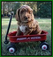 Delta Roka pups 6 wks old 241