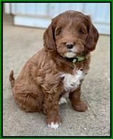 Delta Roka pups 7 wks old 231