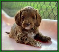 Delta Roka pups 7 wks old 251