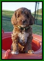 Delta Roka pups 7 wks old 281