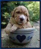 Dreamer Nova 3 wks old 31