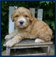 Dreamer Nova 4 wks old 11
