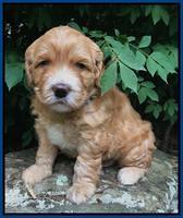 Dreamer Nova 4 wks old 31