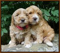 Dreamer Nova 4 wks old 71