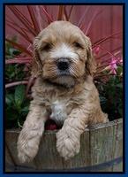 Dreamer Nova 5 wks old 61