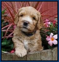 Dreamer Nova 5 wks old 71