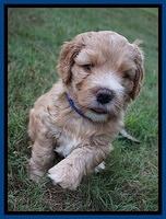 Dreamer Nova 5 wks old 81