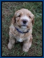 Dreamer Nova 5 wks old 91