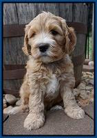 Dreamer Nova pups 6 wks old 21