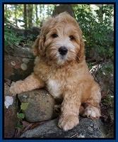 Dreamer Nova pups 8 wks old 71