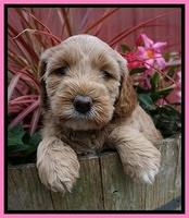 Dreamer Nova 5 wks old 31