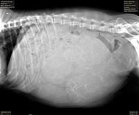 Ellie Benz pup xray lit 5 7 16 19