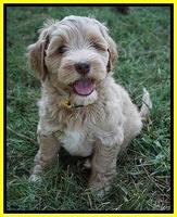 Individual puppy photos