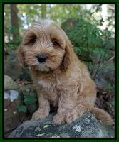 Ellie Benz pups 8 weeks old 51