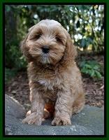 Ellie Benz pups 8 weeks old 71